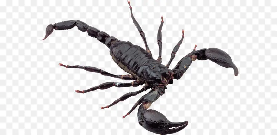 Scorpion，L Empereur Scorpion PNG