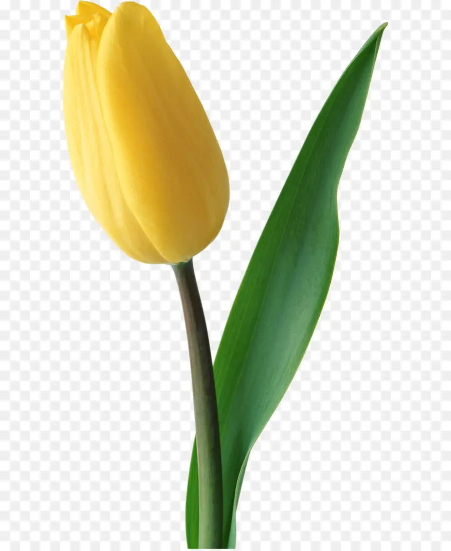 Fleur，Tulip PNG