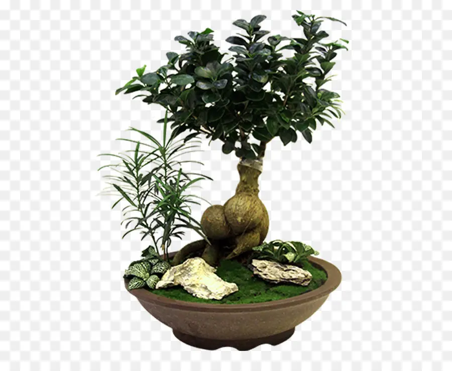 Bonsaï，Pot PNG