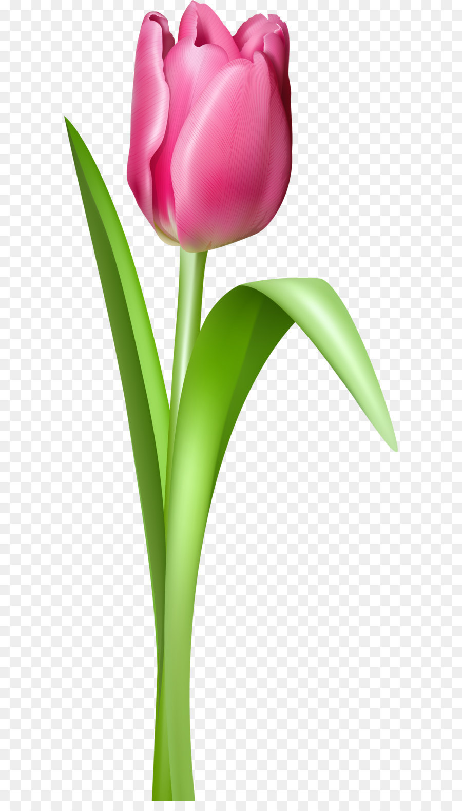 Tulipe Mania，Tulip PNG