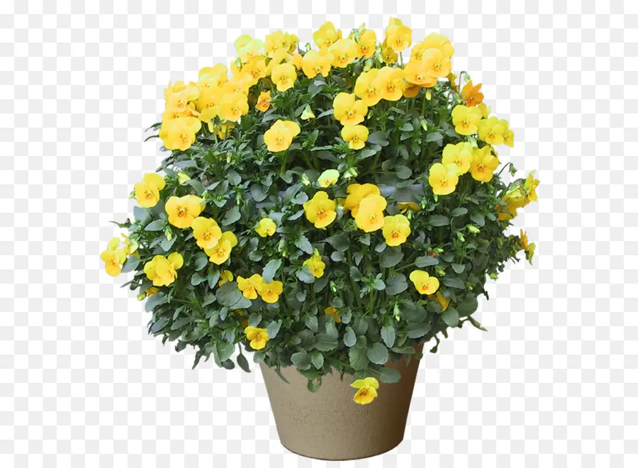 Fleurs Jaunes En Pot，Jaune PNG