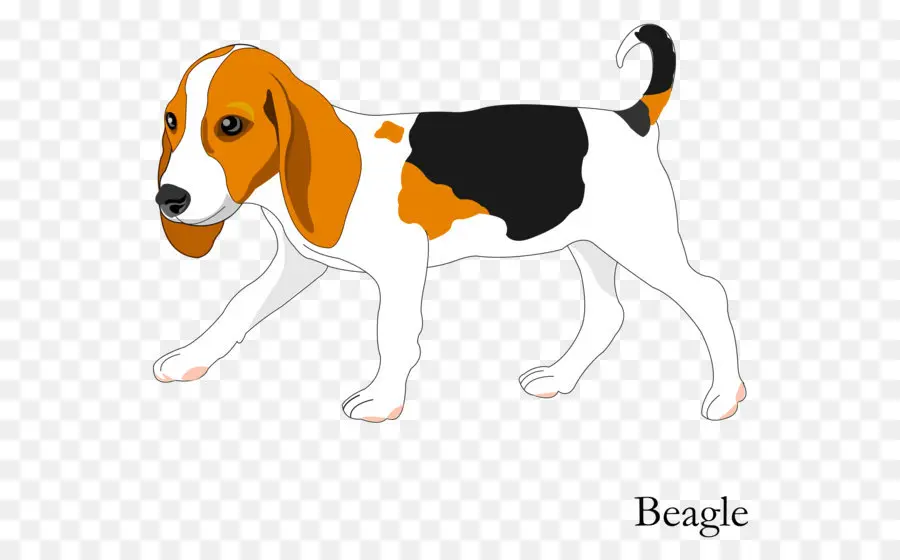 Chien Beagle，Chien PNG