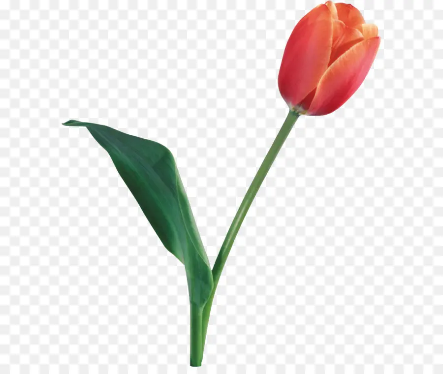 Tulipe Rouge，Floraison PNG