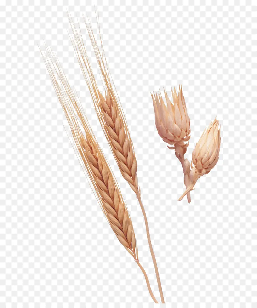 Blé，Grain PNG