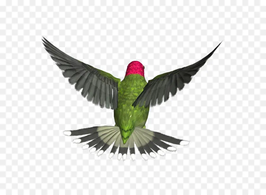 Colibri，Ailes PNG