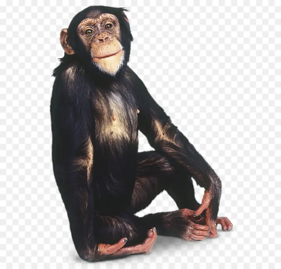 Gorille，Communes Chimpanzé PNG