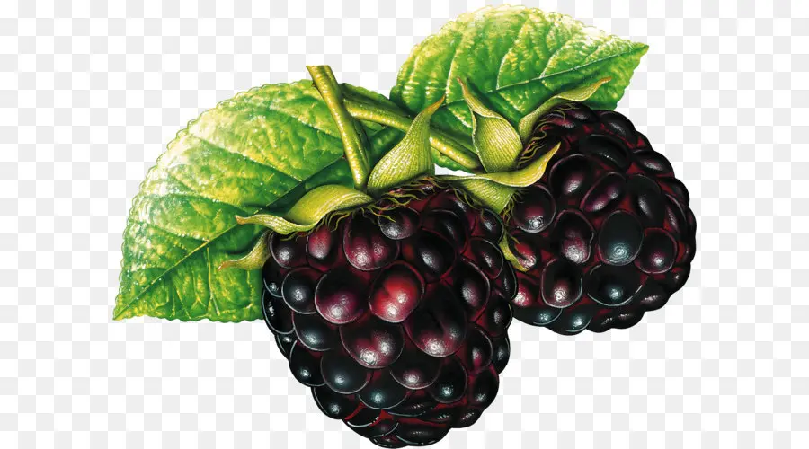 Fruits，Blackberry PNG