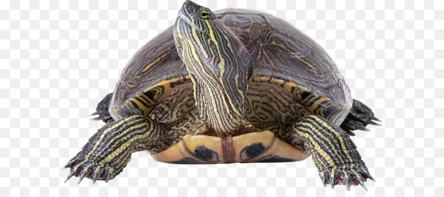 Tortue，Reptile PNG