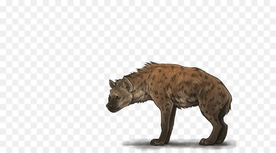 La Hyène，Felidae PNG