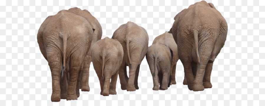 Éléphants，Faune PNG