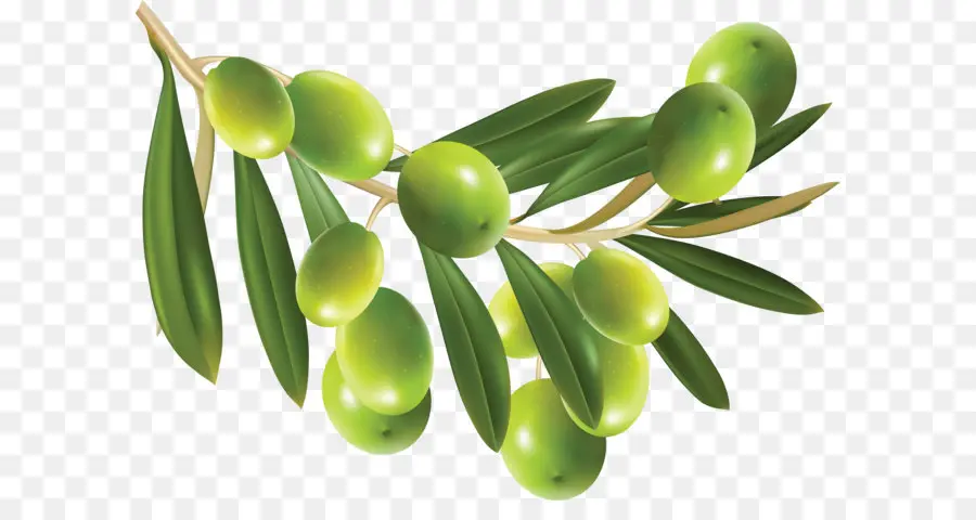 Olive，D Olive Feuilles PNG