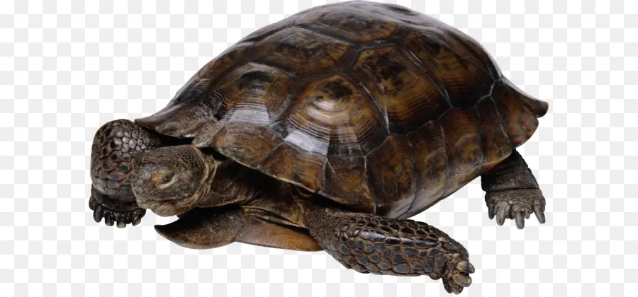 Tortue，Reptile PNG