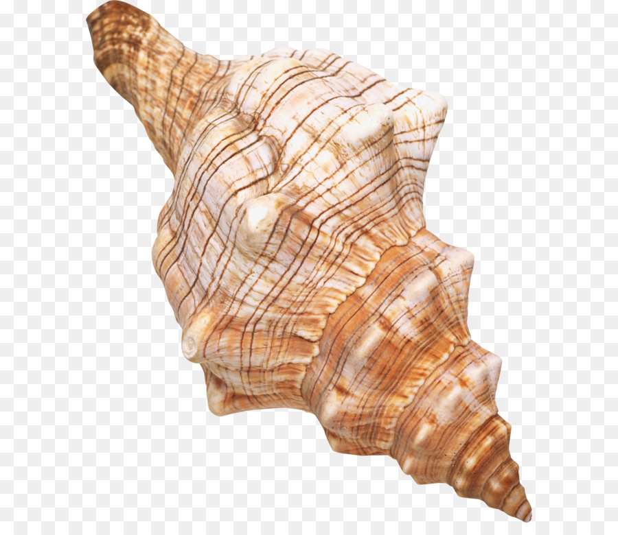 Coquillage Telecharger Conque Png Coquillage Telecharger Conque Transparentes Png Gratuit