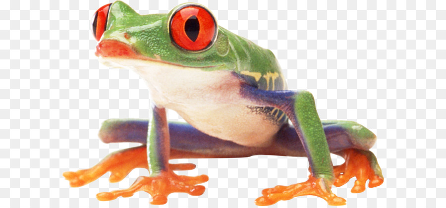 Grenouille，Grenouille D'arbre Aux Yeux Rouges PNG