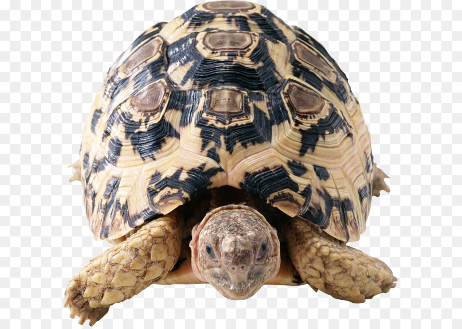 Tortue，Reptile PNG