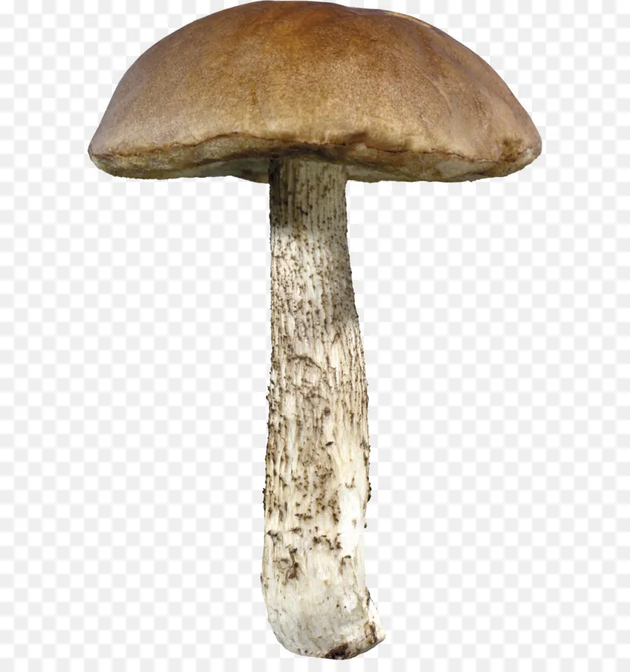 Champignons，Champignon PNG