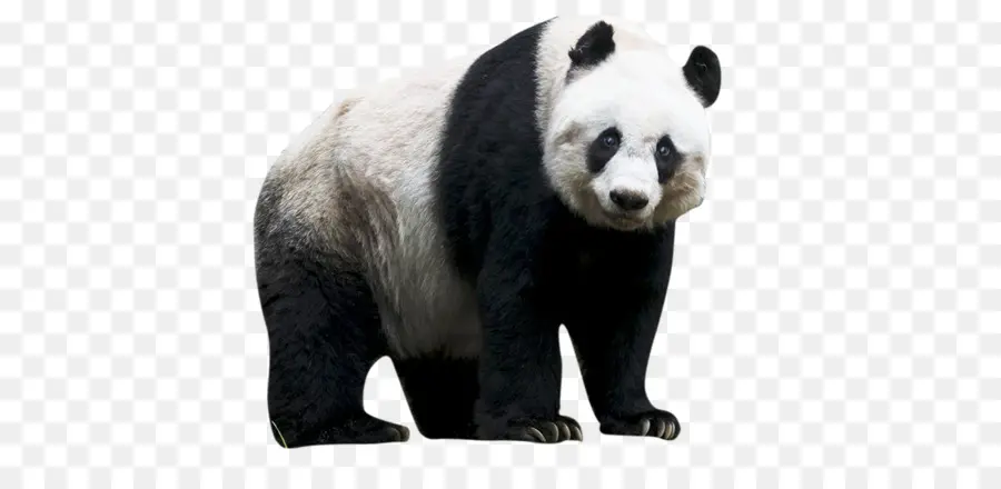 Sichuan Géant Panda Sanctuaires，Giant Panda PNG