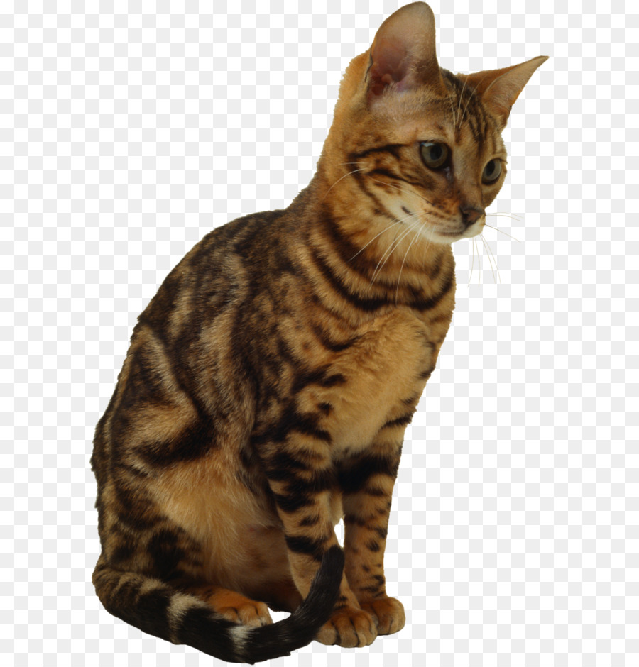 Chat，Animal De Compagnie PNG