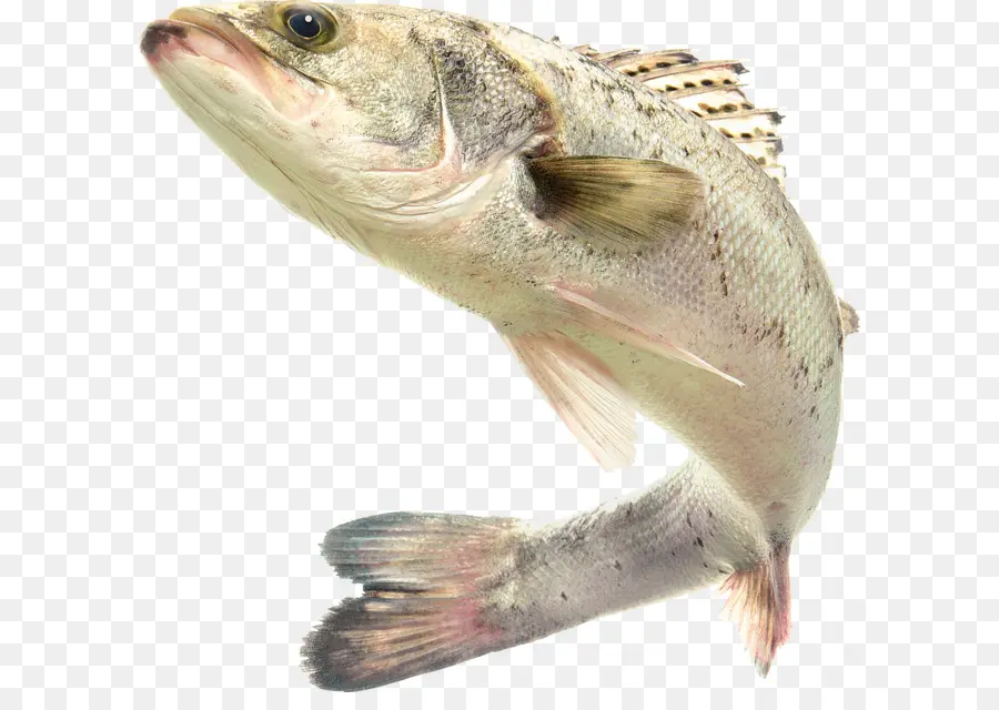Poisson，Graphiques Raster PNG