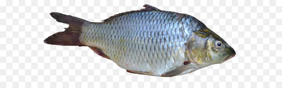 Poisson，Aquatique PNG