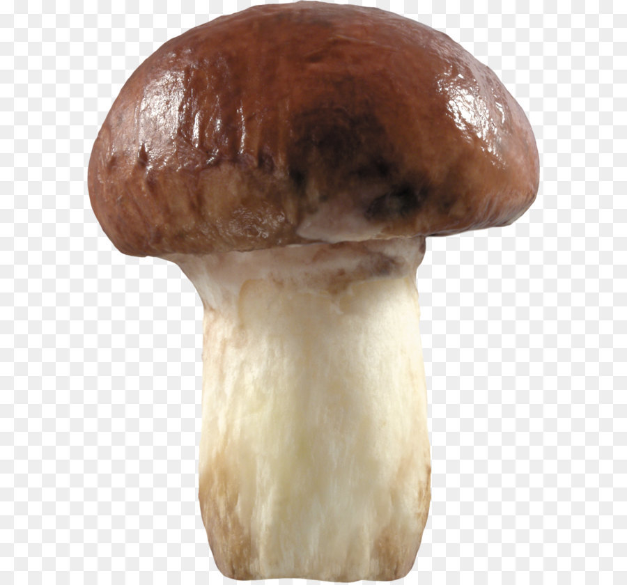 Champignon，Comestible PNG