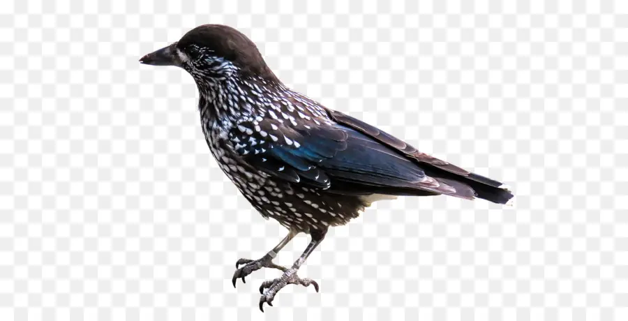 Oiseau，Communes Raven PNG