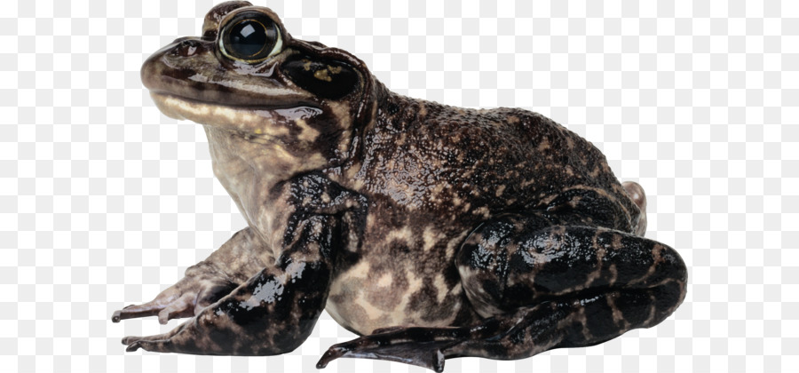 Grenouille，Comestible Grenouille PNG