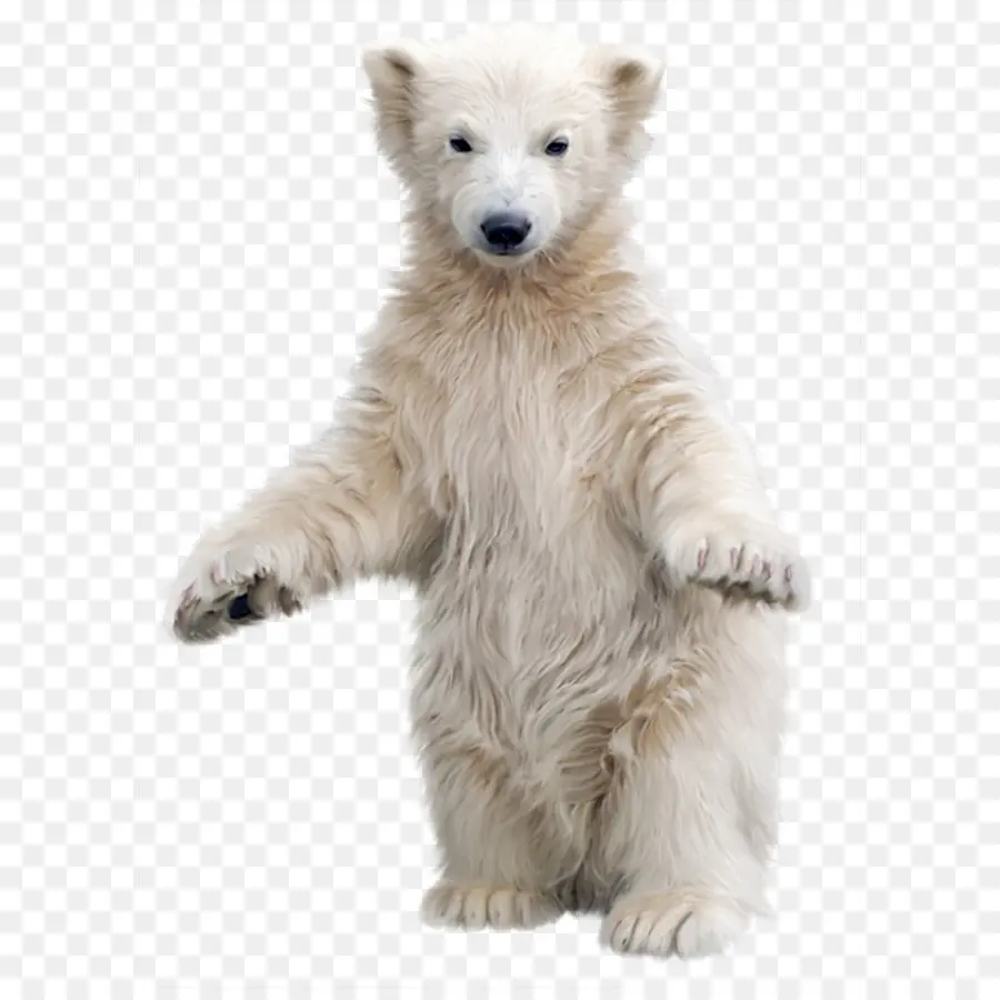 Ours Blanc，Petit PNG