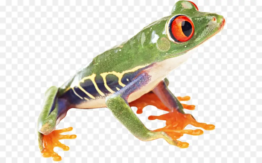 Grenouille，Arbre Grenouille PNG