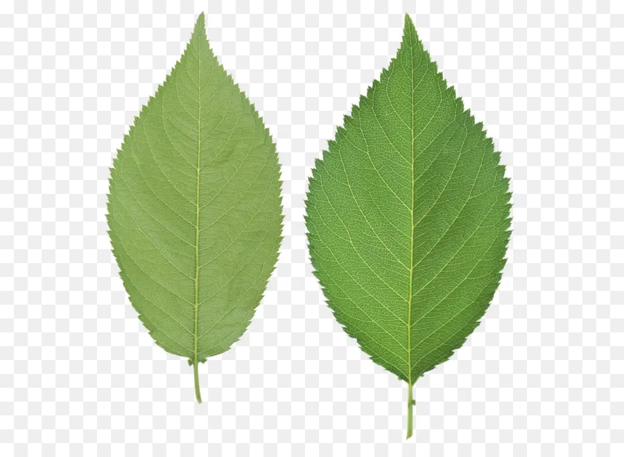 Feuilles Vertes，Feuille PNG