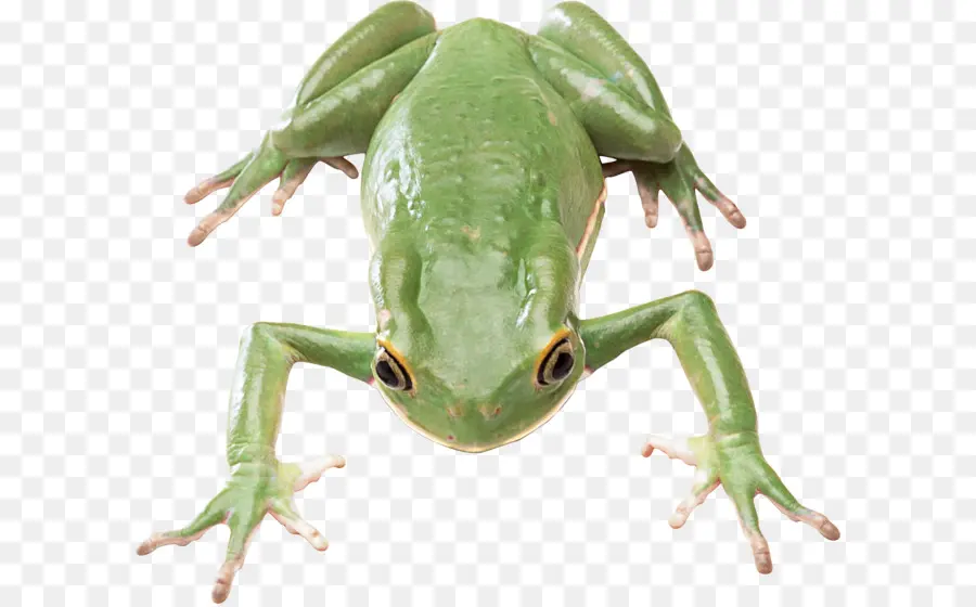 Grenouille，Vert Et Noir Poison Dart Frog PNG