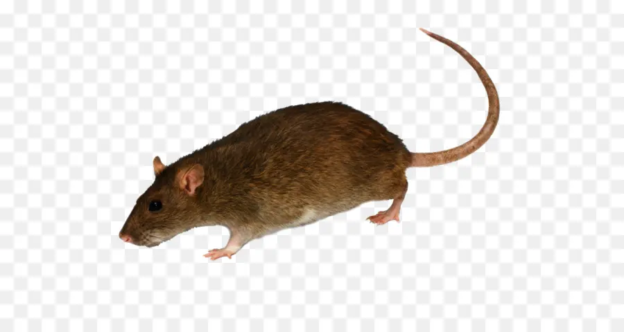 Rat，Rongeur PNG