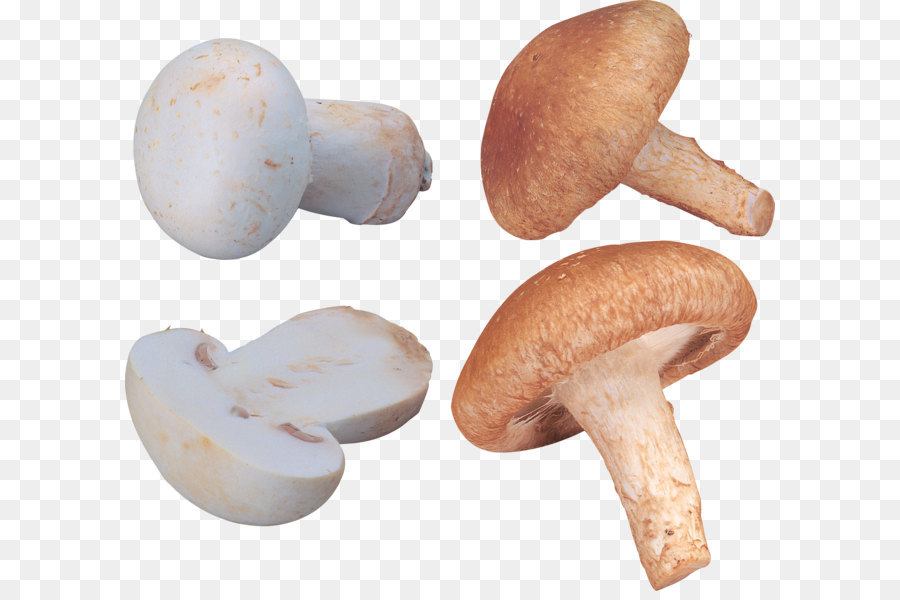 Champignons，Comestible PNG