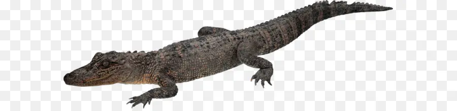 Crocodile，Les Crocodiles PNG