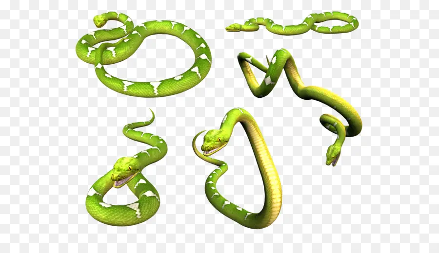 Serpent，Orientale Vert Mamba PNG