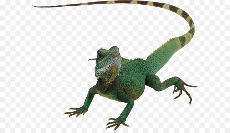 Lézard Vert，Reptile PNG