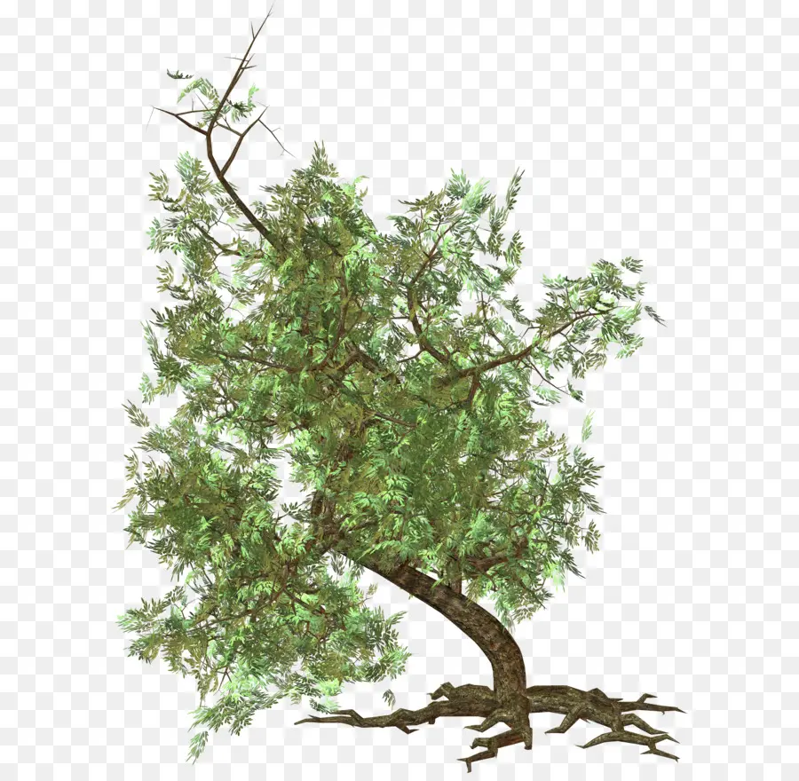 Arbre，Usine PNG