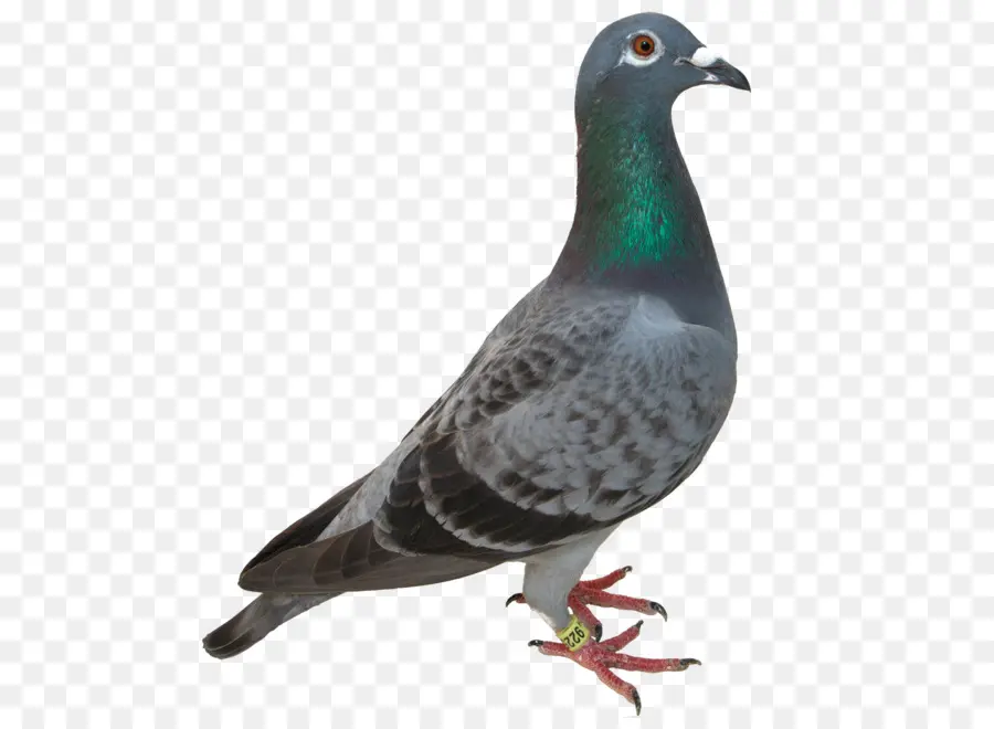 Columbidae，Domestique Pigeon PNG