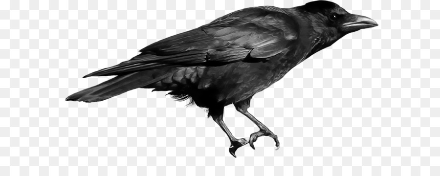 Communes Raven，Télécharger PNG