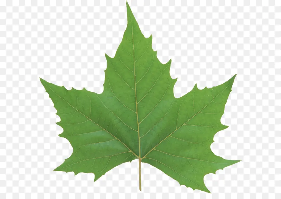 Look At Feuilles，Feuille PNG