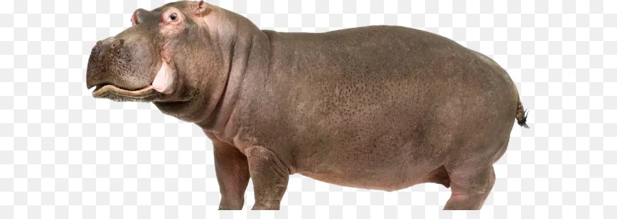 Hippopotame，Grand PNG