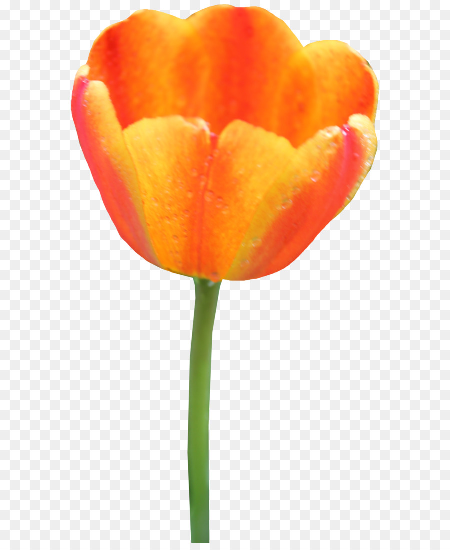 Tulipe Orange，Tulipe PNG