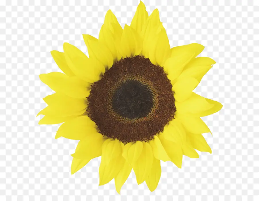 Tournesol，Jaune PNG