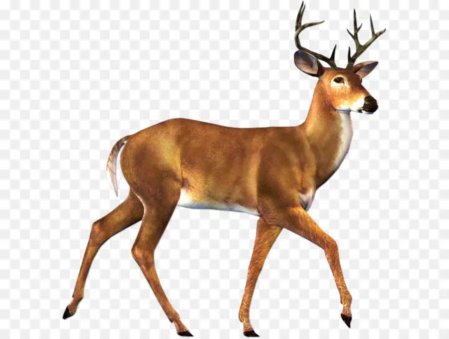 Cerf，Bois PNG