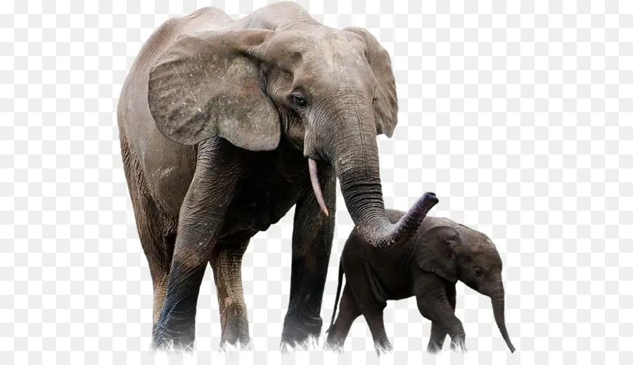 Éléphants，Mère PNG