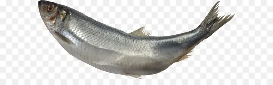 Poisson，Capelin PNG