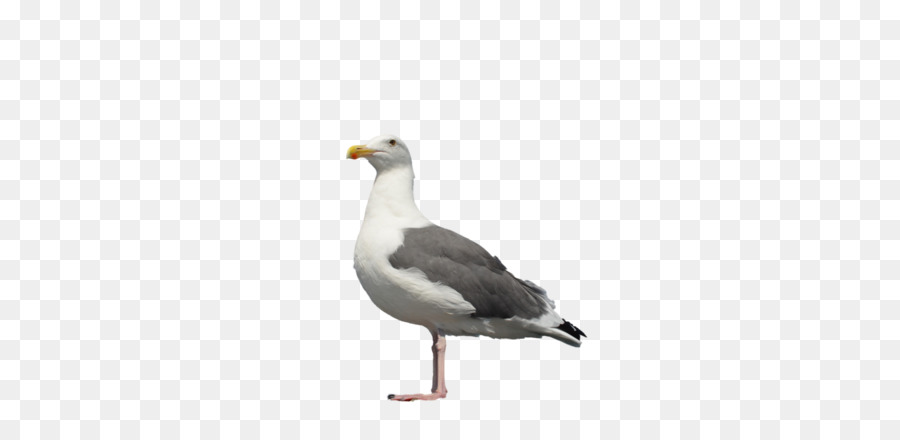 Mouette，Vol PNG