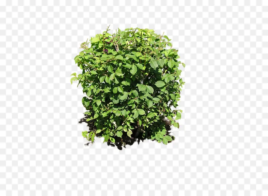 Arbuste，Plante PNG