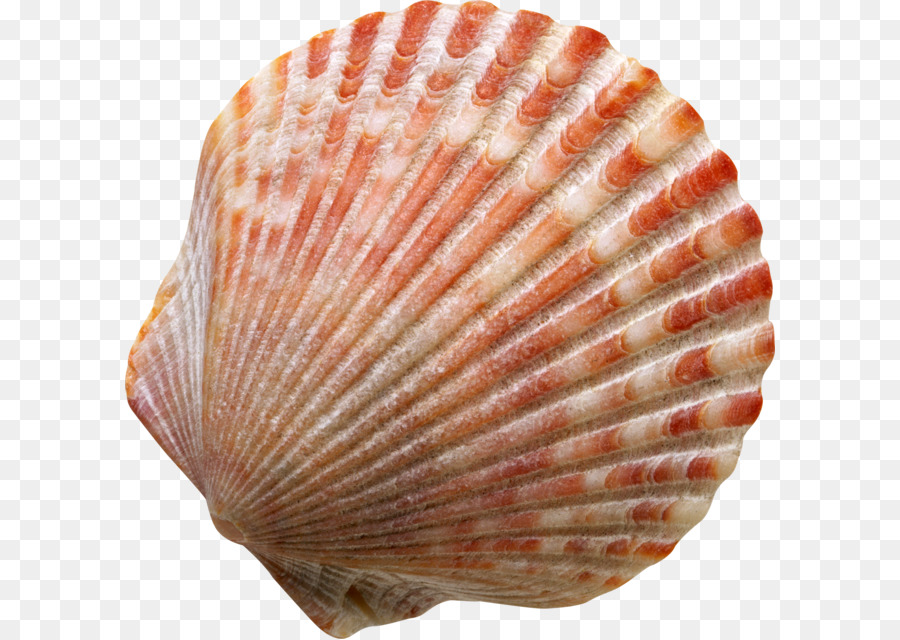 coquillage la photographie mollusque a coquille png coquillage la photographie mollusque a coquille transparentes png gratuit coquille png coquillage