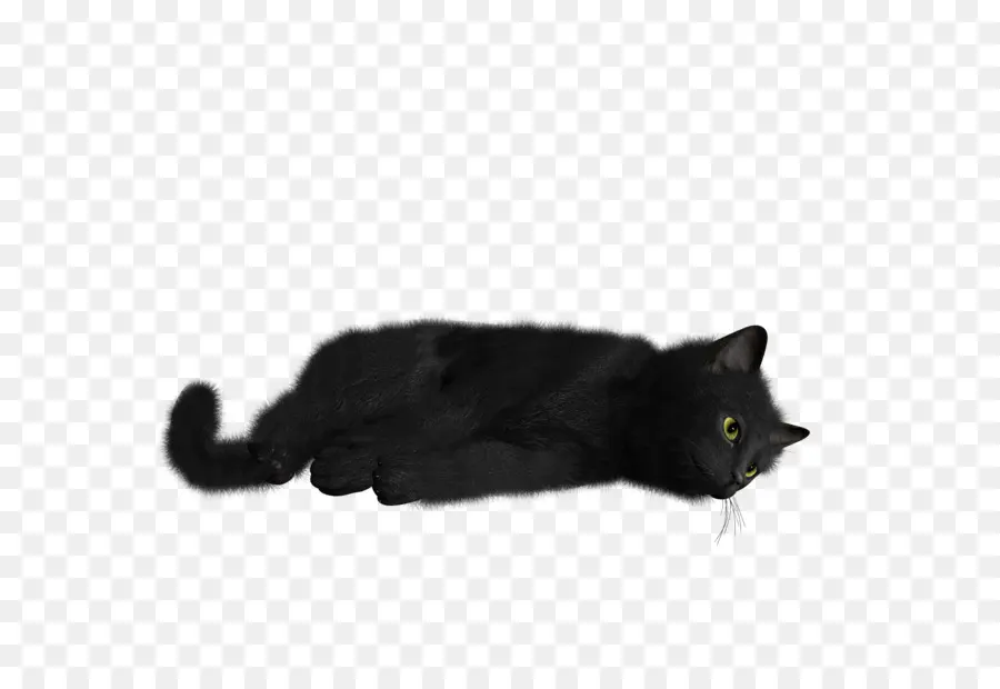 Bombay Chat，Chat Noir PNG